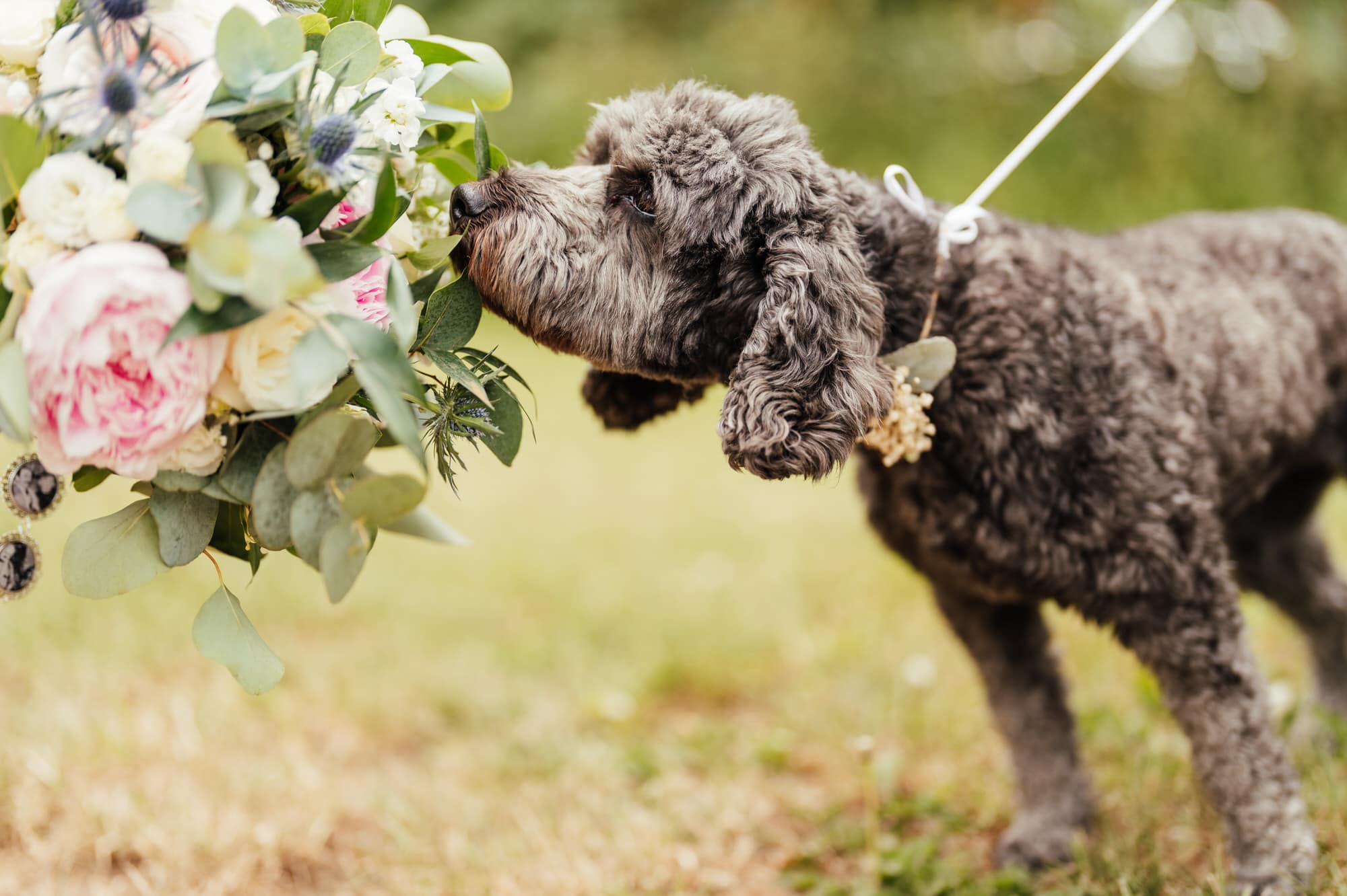 A Canine Companion: The Joy of Having Your Dog at Your Wedding